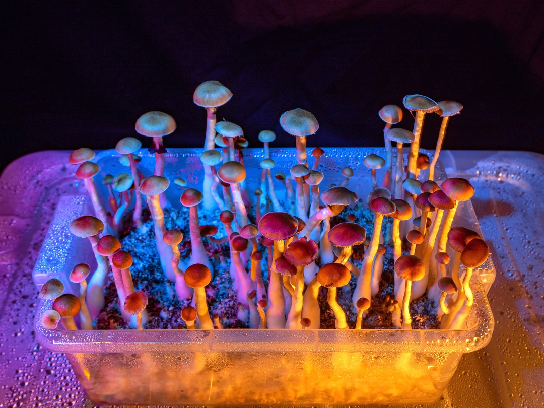 How to Store Magic Mushrooms