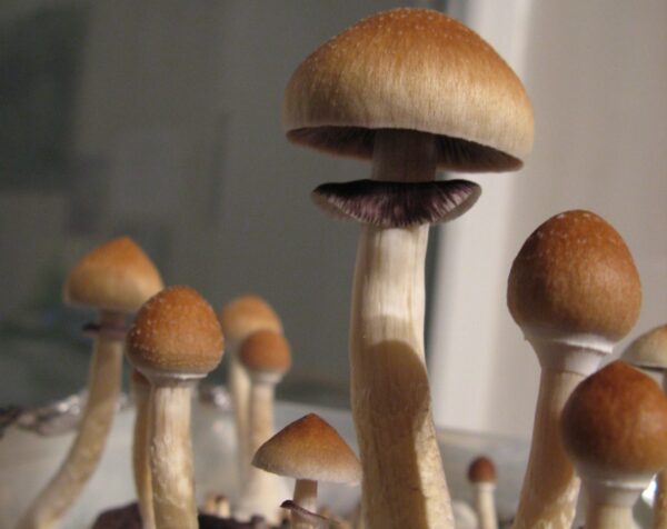Magic Mushroom Psilocybe cubensis