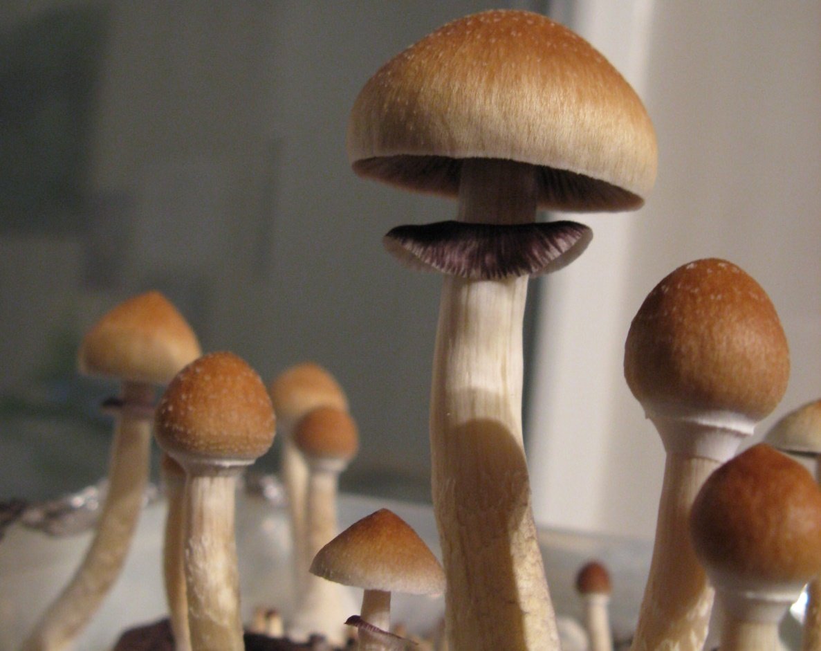 Get to Know an Old Friend, Psilocybe Cubensis