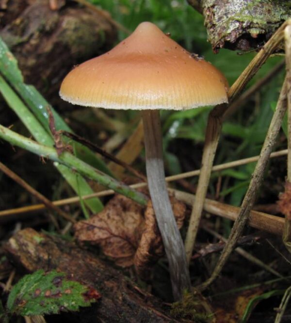 Magic Mushroom Psilocybe azurescens