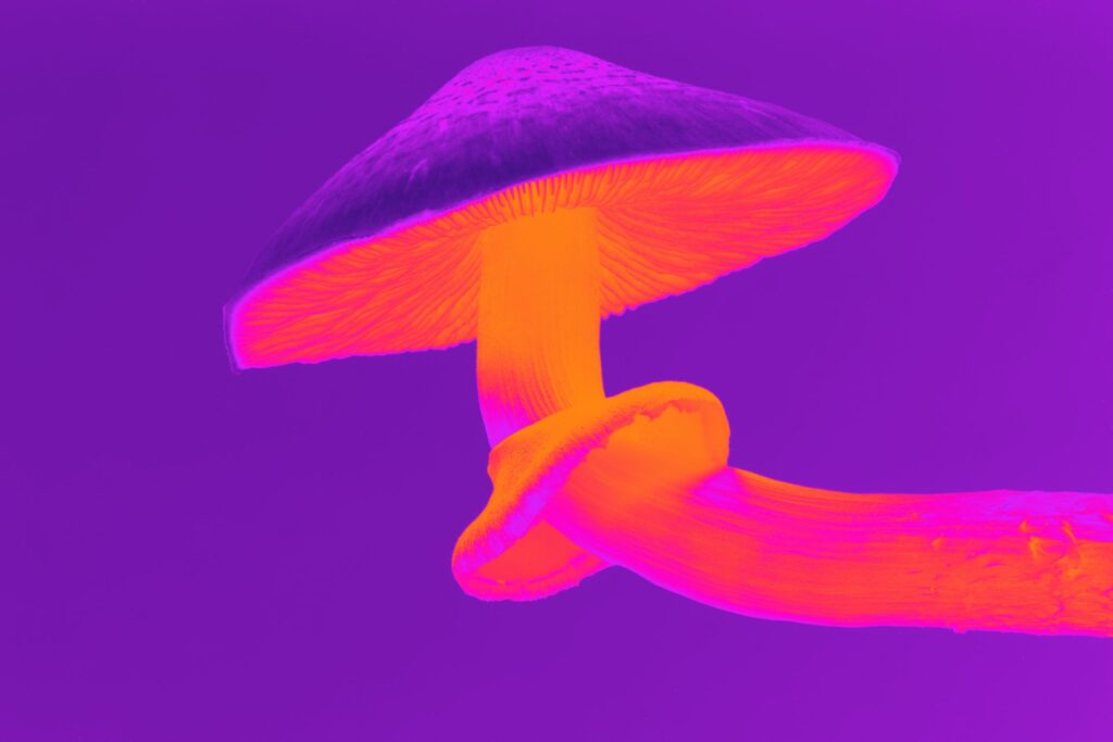 Magic Mushrooms Bad Trip