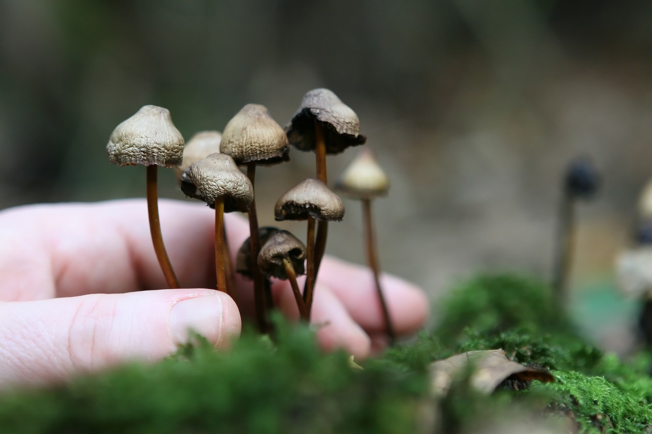 The 5 Best Ways to Consume Magic Mushrooms