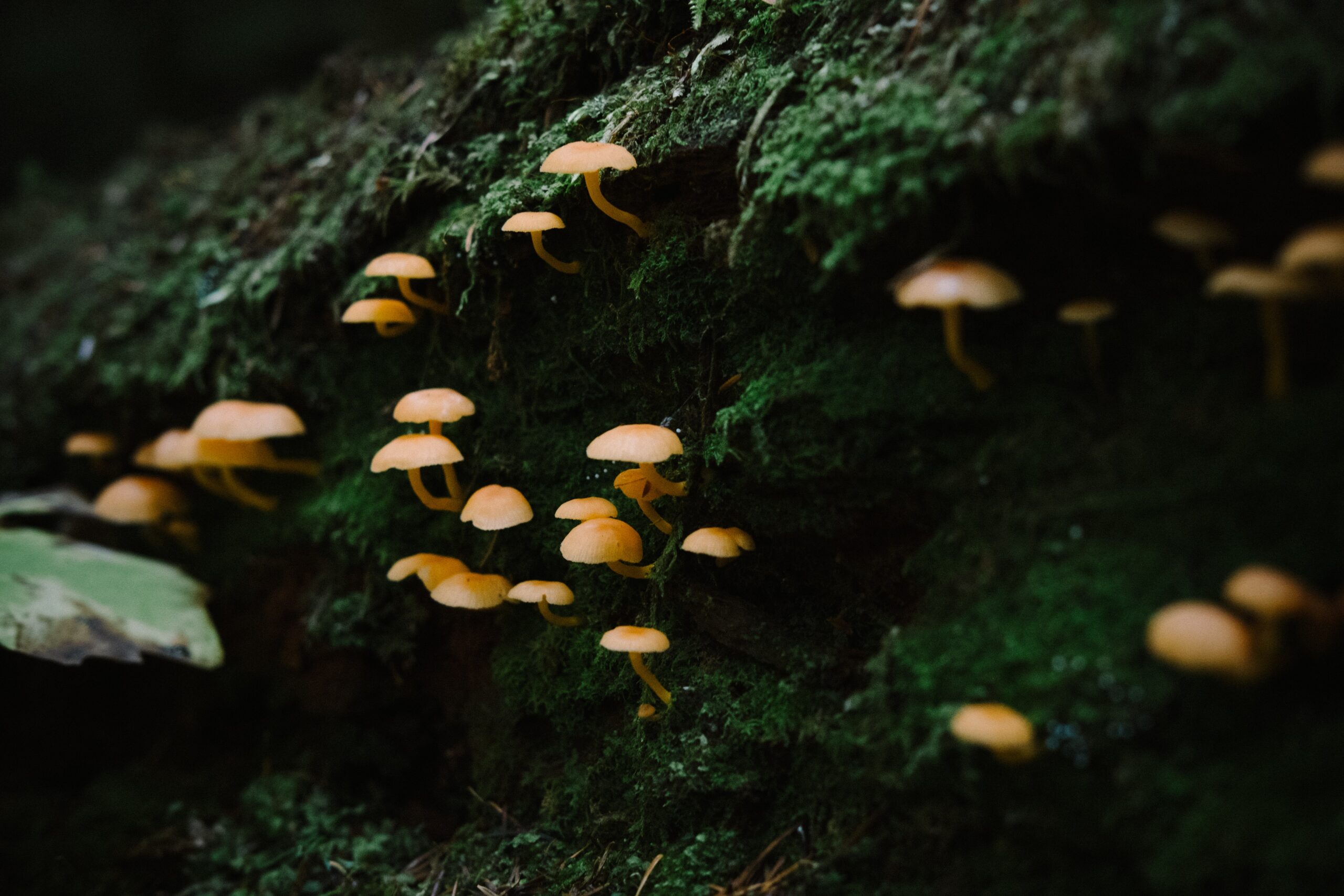 Identifying Types of Magic Mushrooms