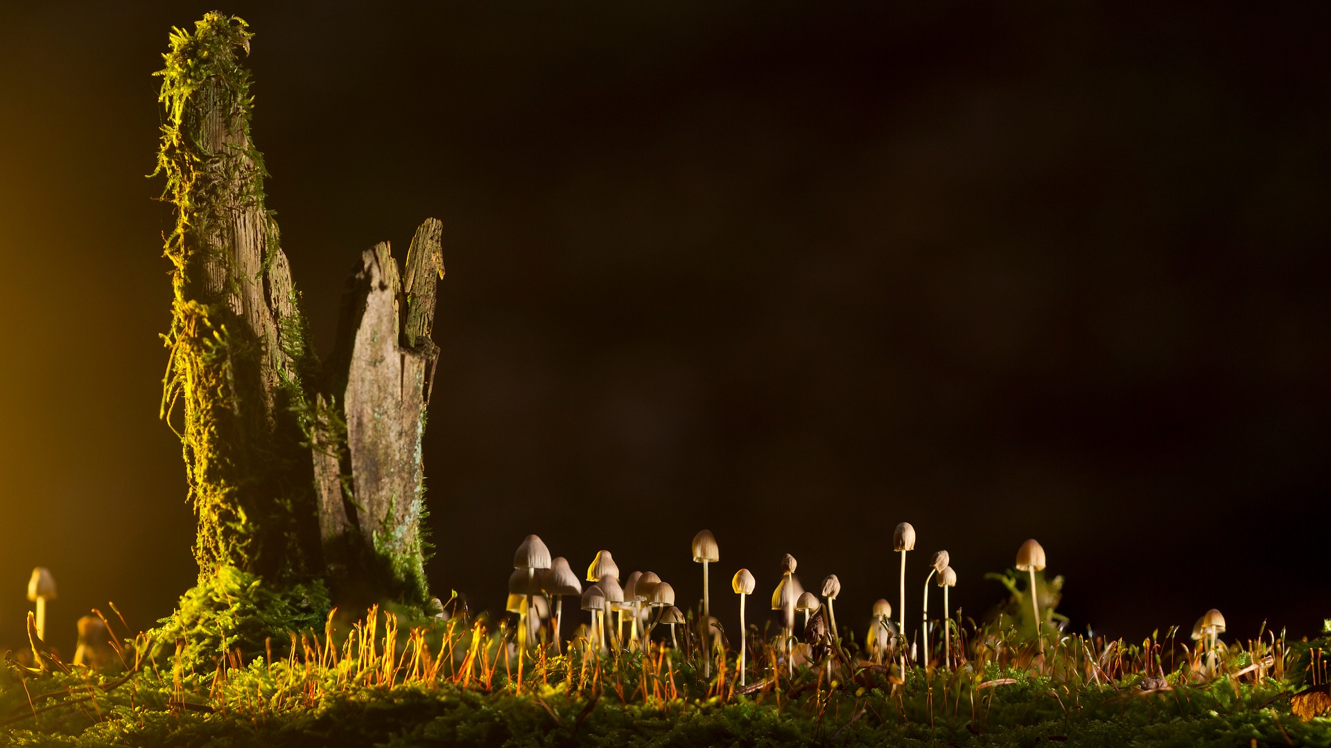 The Legal Status of Magic Mushrooms in British Columbia and Canada