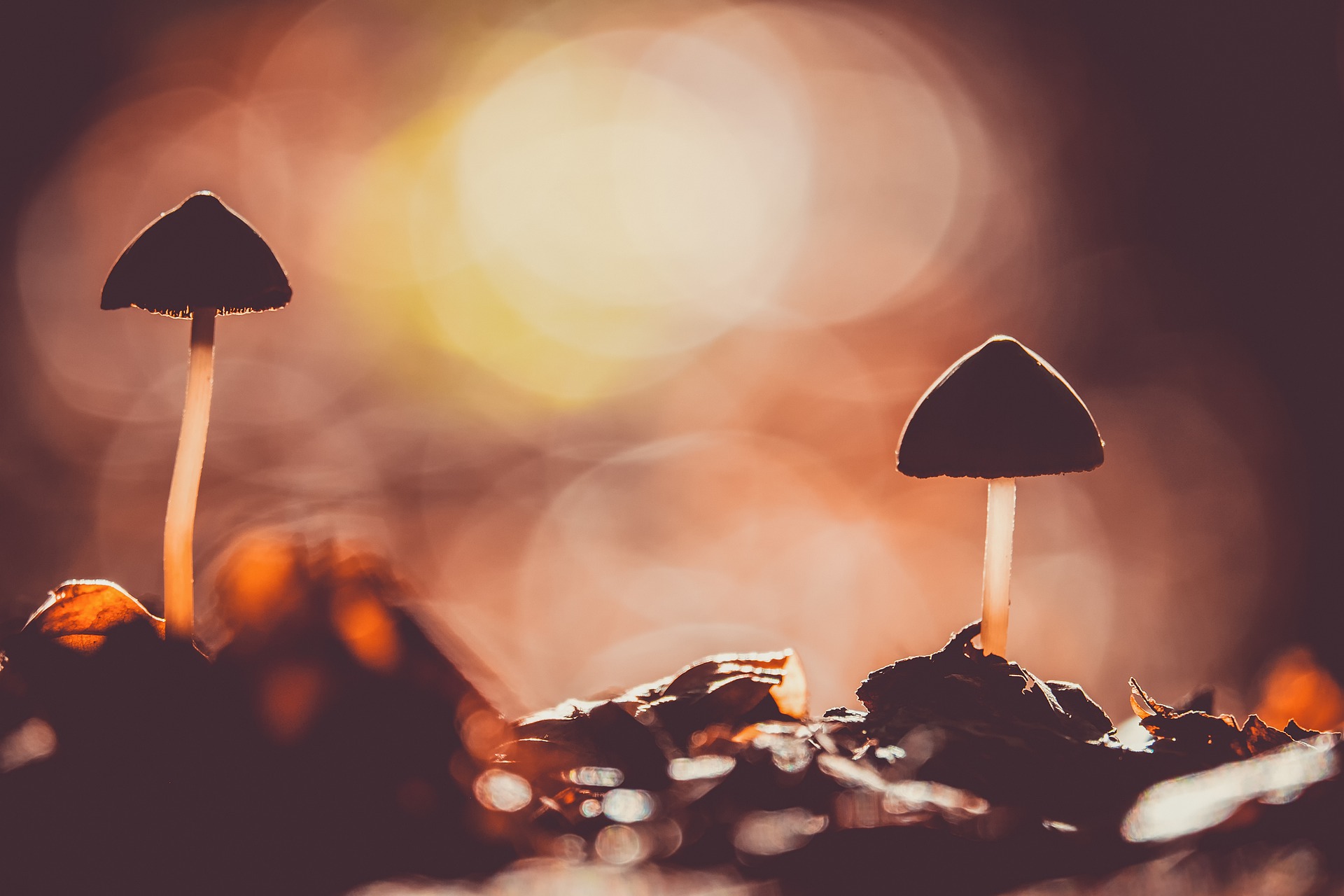 There is More to Magic Mushrooms than Psilocybin
