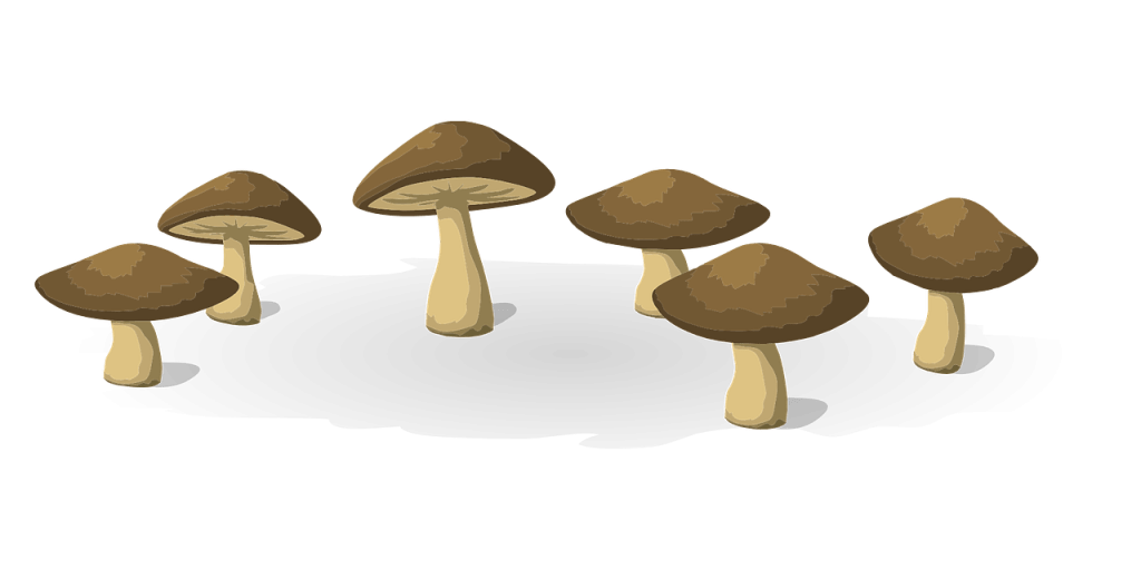 Where Magic Mushrooms Grow Zoomies