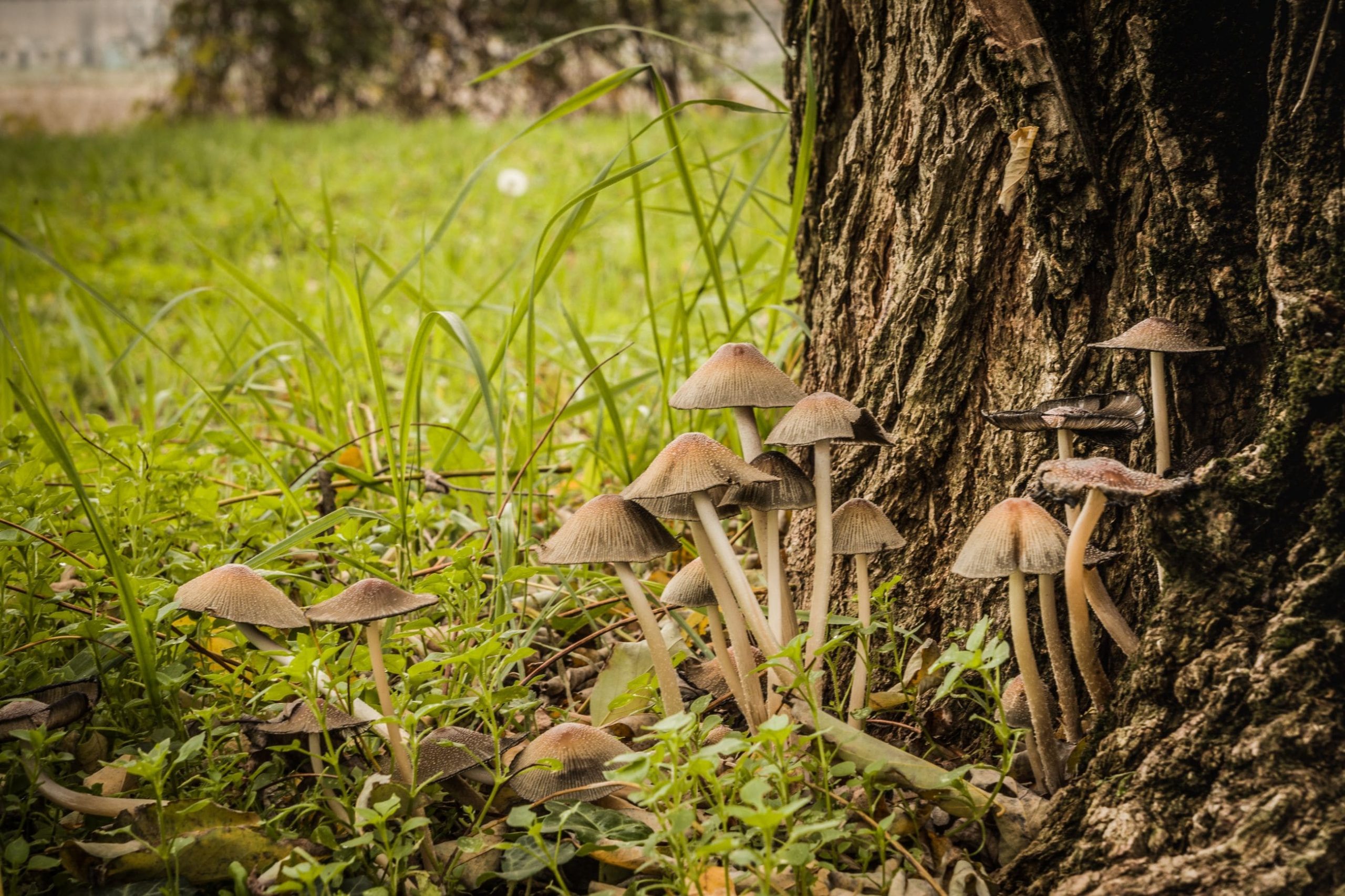 Psilocybe Mexicana: History, Potency, Cultivation and More